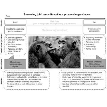 Exploring the Social Connections Among Apes and the Power of Their Collective Unity